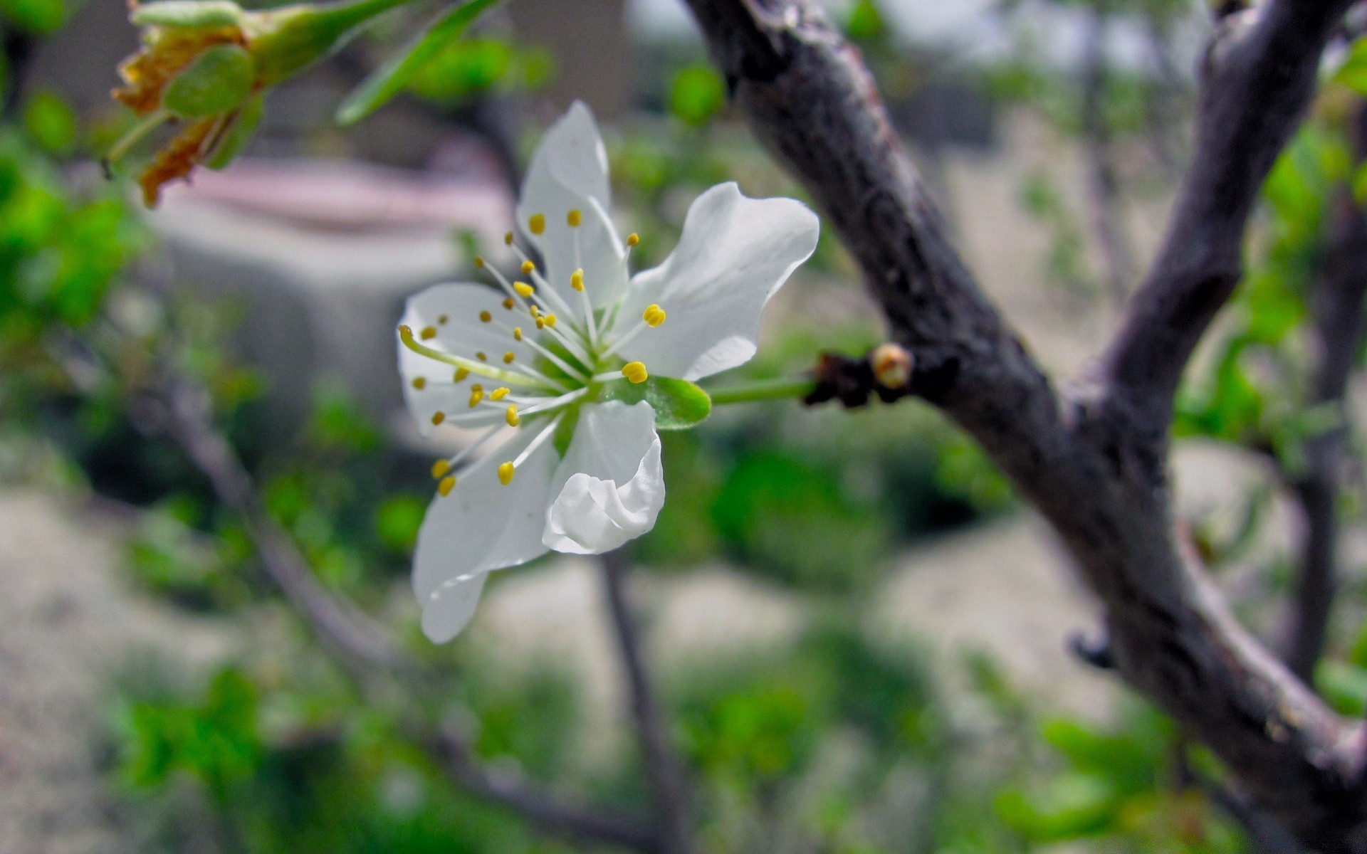 primavera naturaleza flor árbol flora rama al aire libre hoja manzana floración jardín verano crecimiento estación cereza parque pétalo amigo hermoso