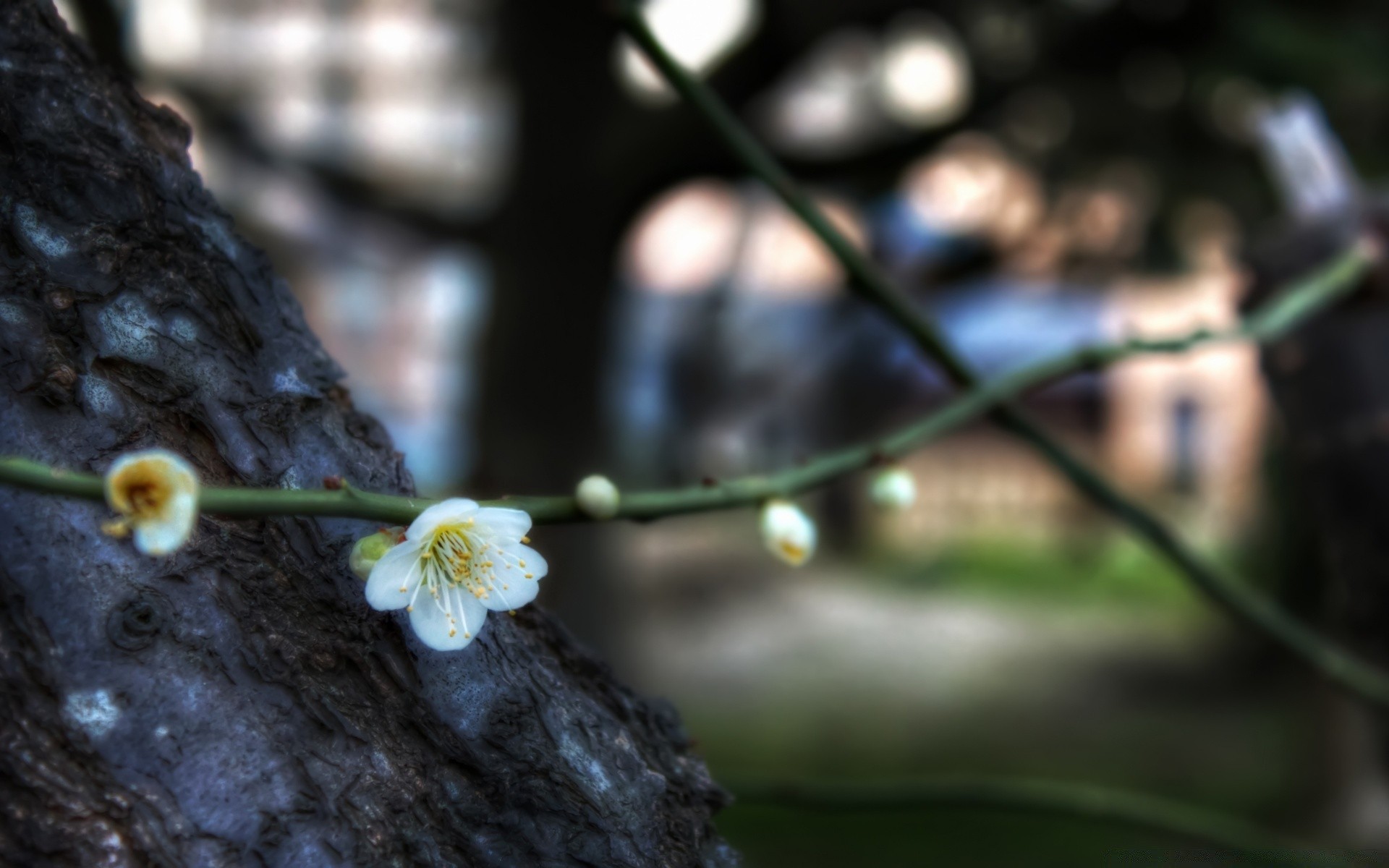 primavera naturaleza desenfoque flora jardín al aire libre flor hoja árbol crecimiento medio ambiente rama verano luz color madera primer plano luz del día escritorio