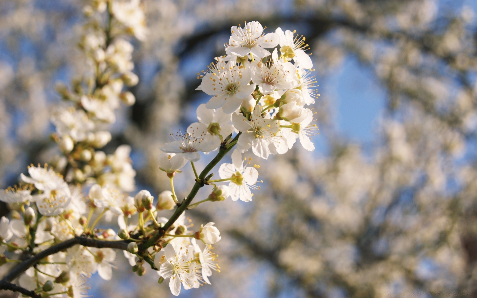 primavera ciliegio fiore albero ramo natura flora stagione fioritura foglia crescita floreale soleggiato giardino mela petalo primavera compagno all aperto prugna primo piano