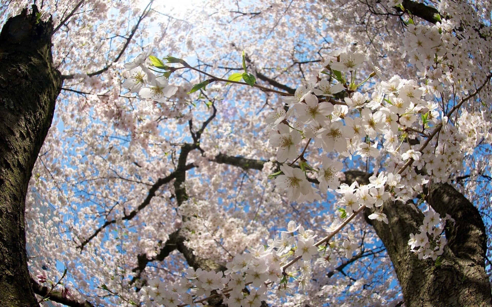 frühling kirsche baum blume zweig saison flora frühling natur blühen wachstum park apfel garten pflaume blatt farbe im freien schließen landschaft blumen