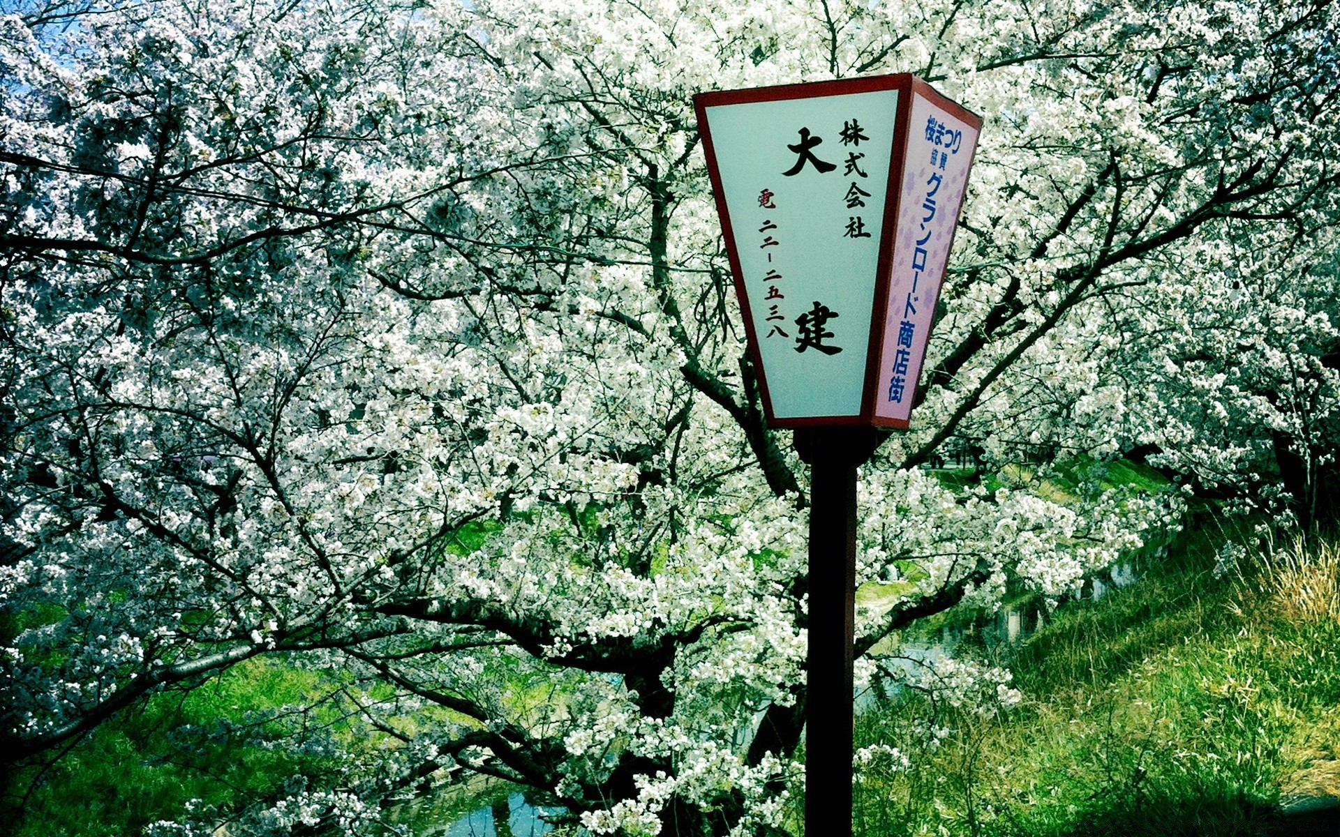 春天 树 树枝 季节 花 自然 景观 公园 户外 植物 樱桃 生长 叶 花园