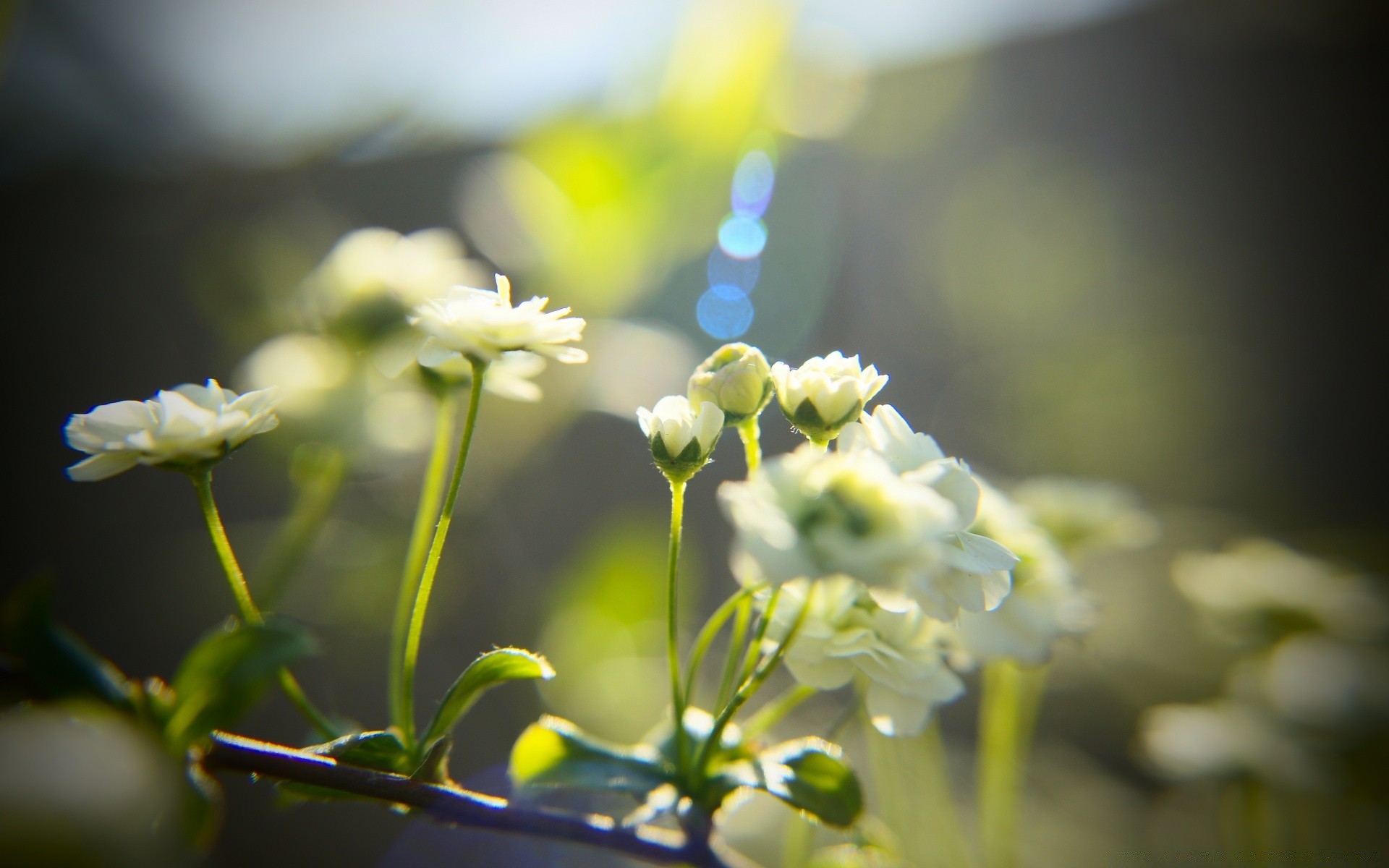 frühling blume natur flora garten sommer blatt gutes wetter farbe schließen unschärfe dof sonne blühen wachstum im freien park blütenblatt saison feld