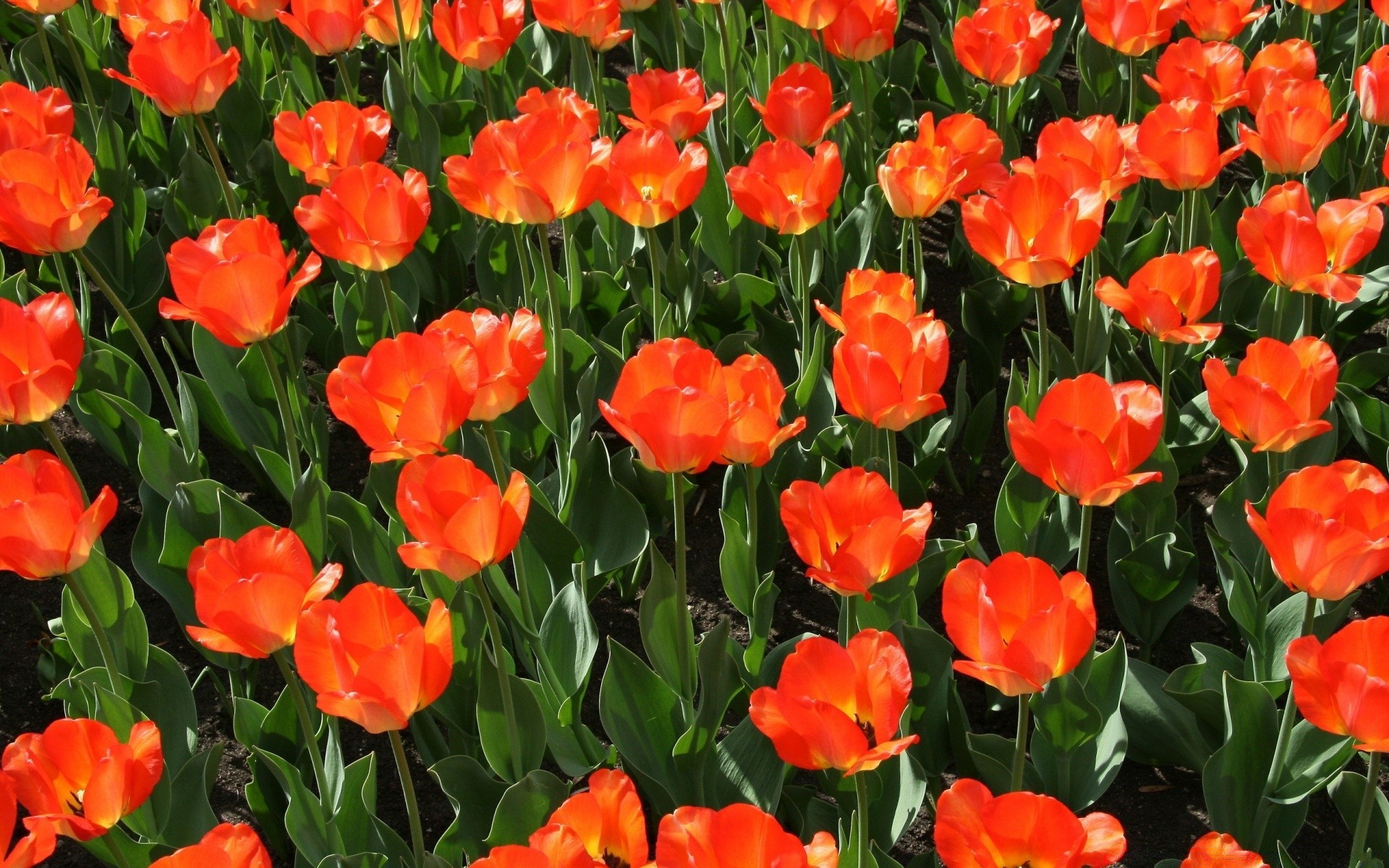 frühling natur flora garten blume floral hell blatt sommer farbe hell blütenblatt tulpe blühen saison feld gutes wetter wachstum im freien