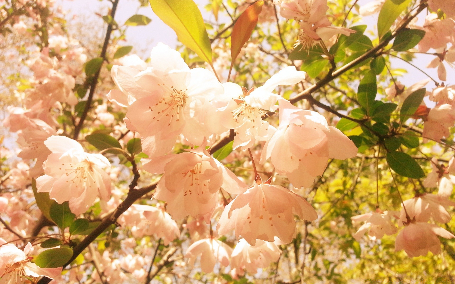 wiosna natura drzewo kwiat oddział flora liść sezon ogród wiśnia bluming wzrost kwiatowy zbliżenie jasny na zewnątrz lato jabłko kolor wiosna