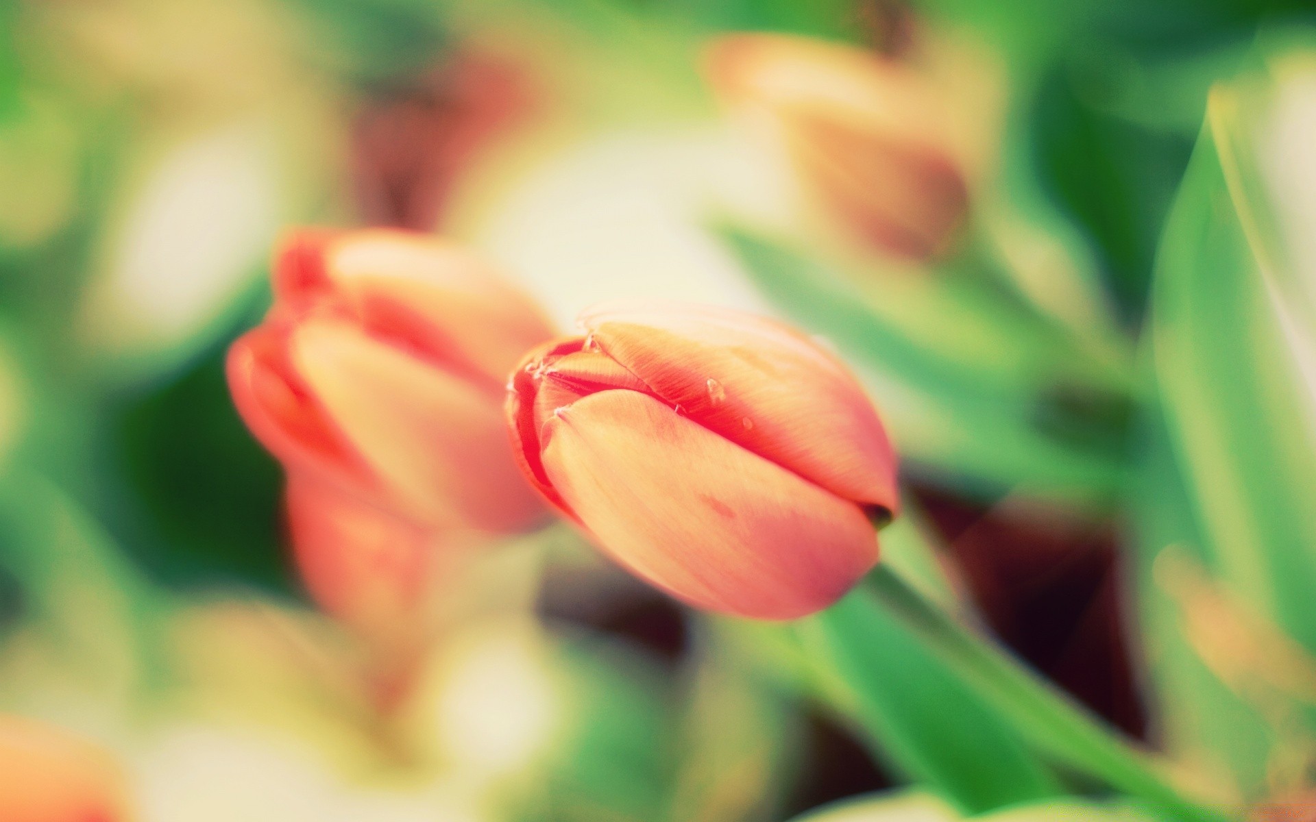 spring nature flower flora garden leaf summer color tulip bright growth floral easter love beautiful romance petal