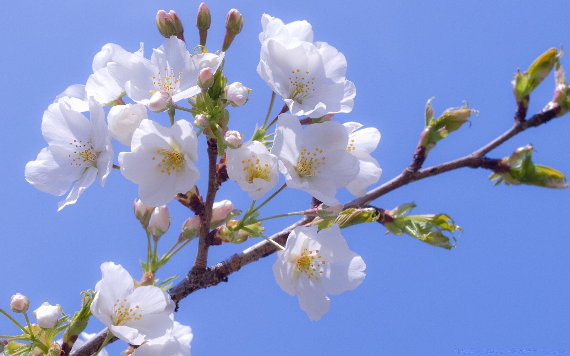 primavera fiore ciliegio ramo natura albero flora compagno crescita fioritura petalo all aperto foglia prugna stagione giardino mela estate albicocca