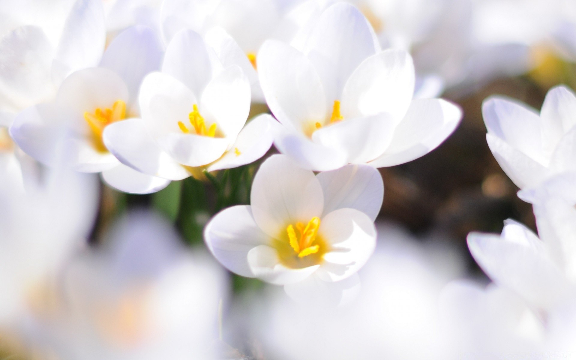 bahar çiçek doğa flora bahçe çiçek açan renk petal güzel parlak çiçek paskalya sezon yaprak yakın çekim yaz