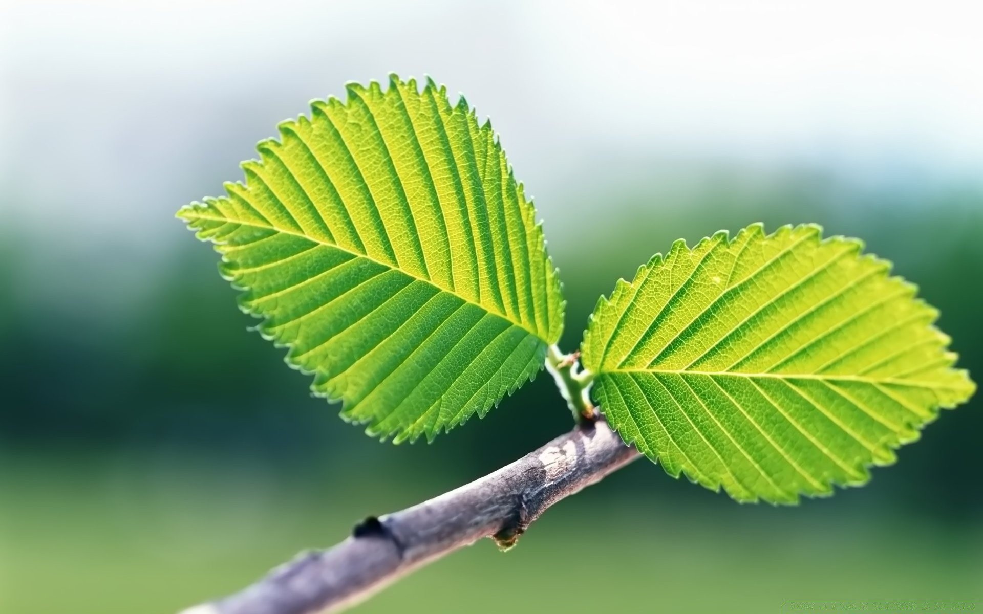 bahar yaprak doğa yaz büyüme flora açık havada yakın çekim