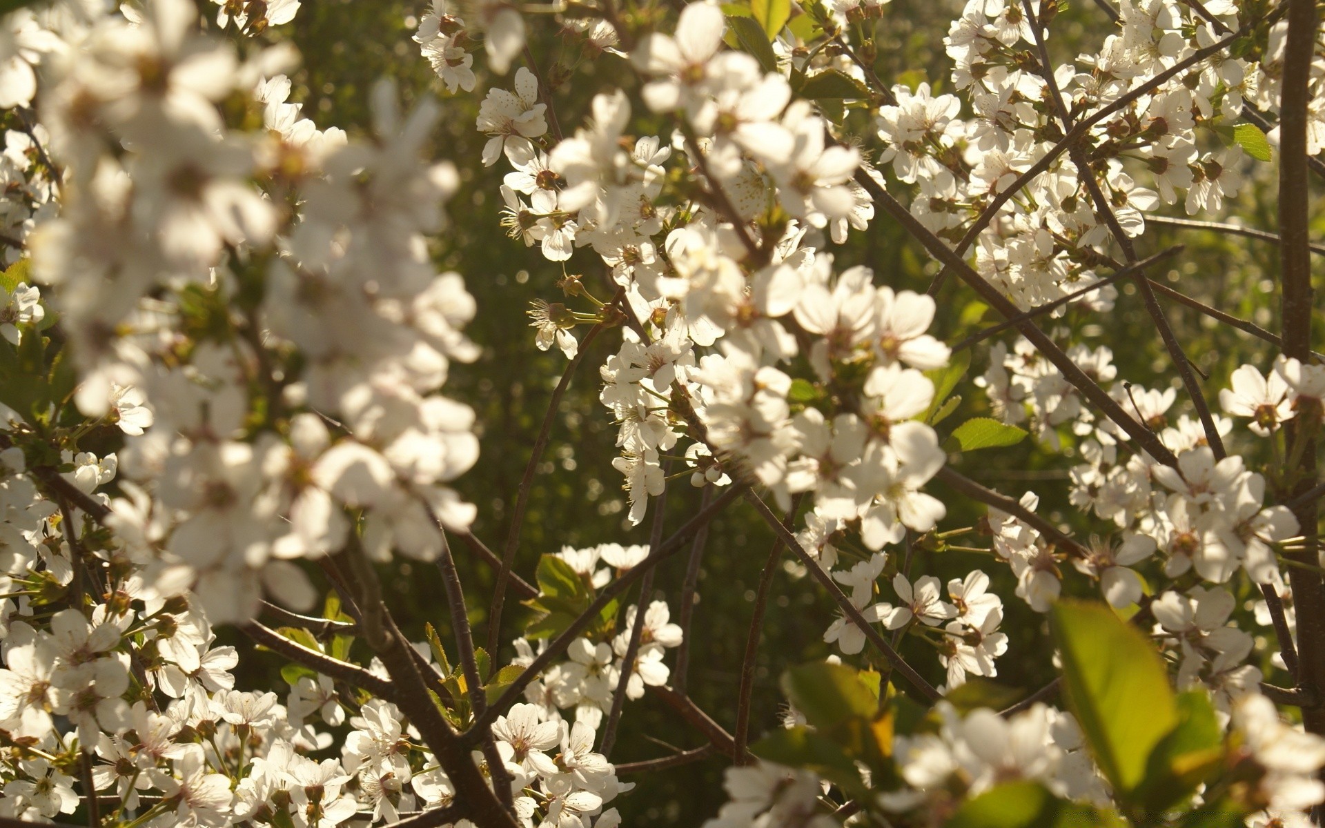 primavera flor cereja ramo árvore flora natureza temporada blooming jardim maçã folha pétala close-up floral amigo crescimento primavera ao ar livre brilhante cor