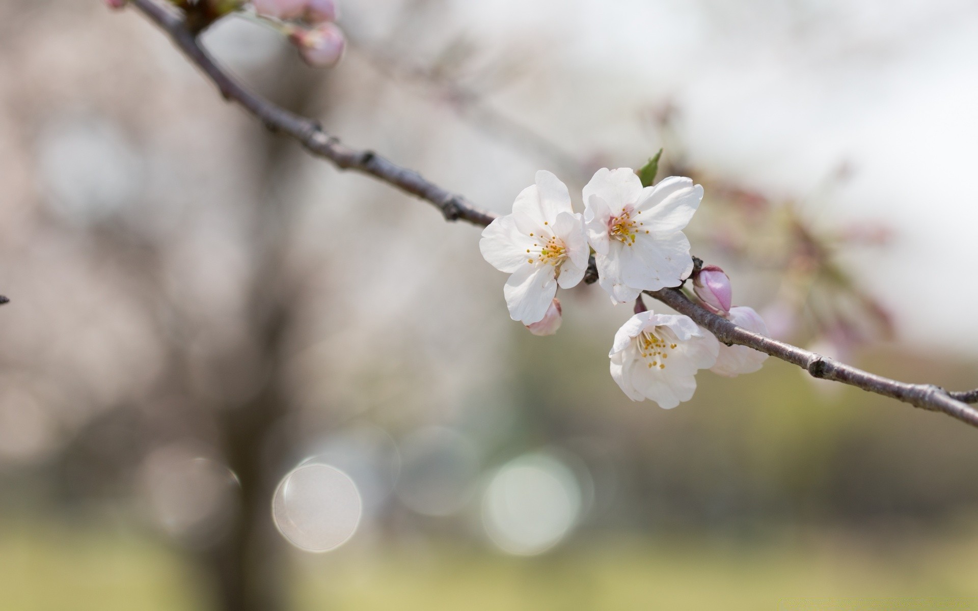 spring cherry flower branch nature tree apple bud plum flora garden delicate leaf growth outdoors blooming season apricot blur peach