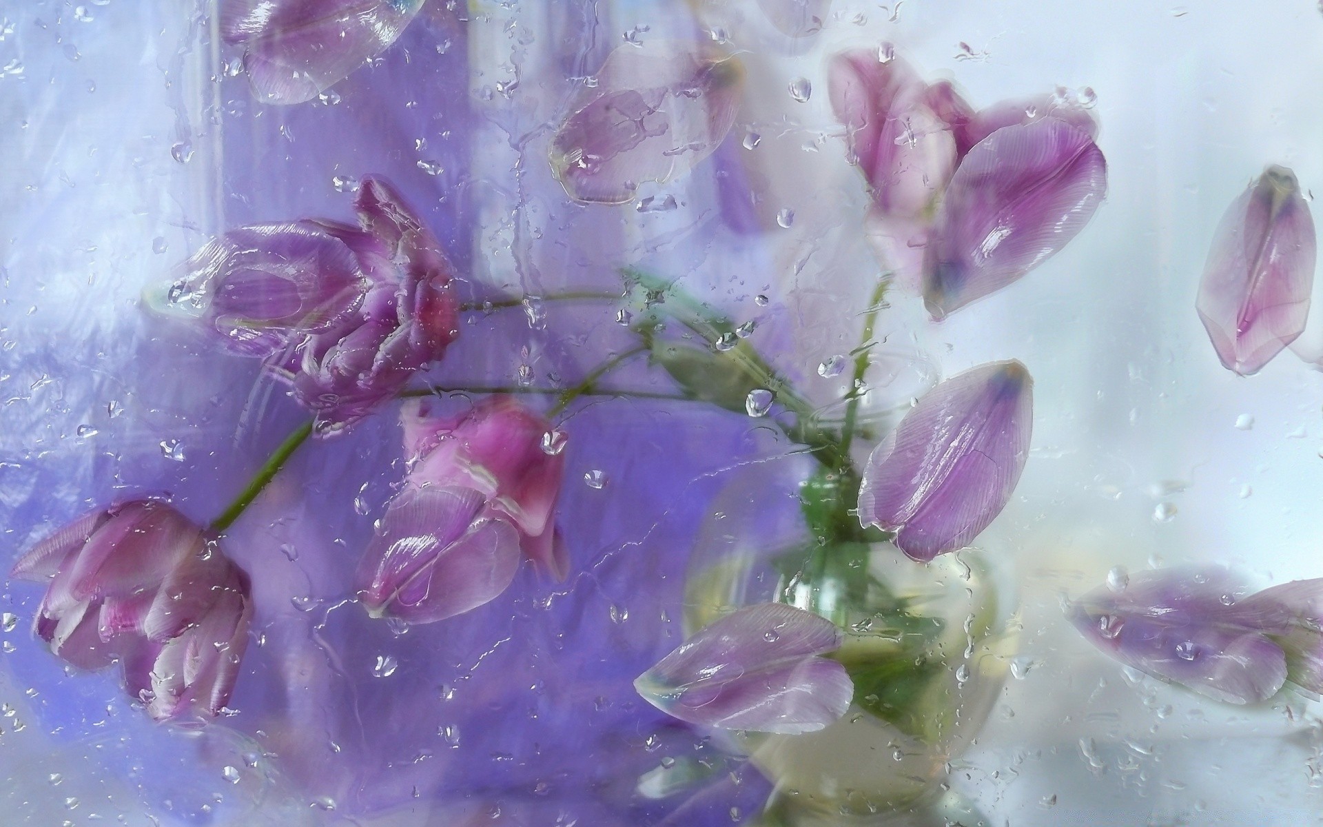 bahar çiçek doğa yaz çiçek flora güzel renk petal violet bahçe masaüstü yaprak yakın çekim çiçek açan dekorasyon mor lavanta buket