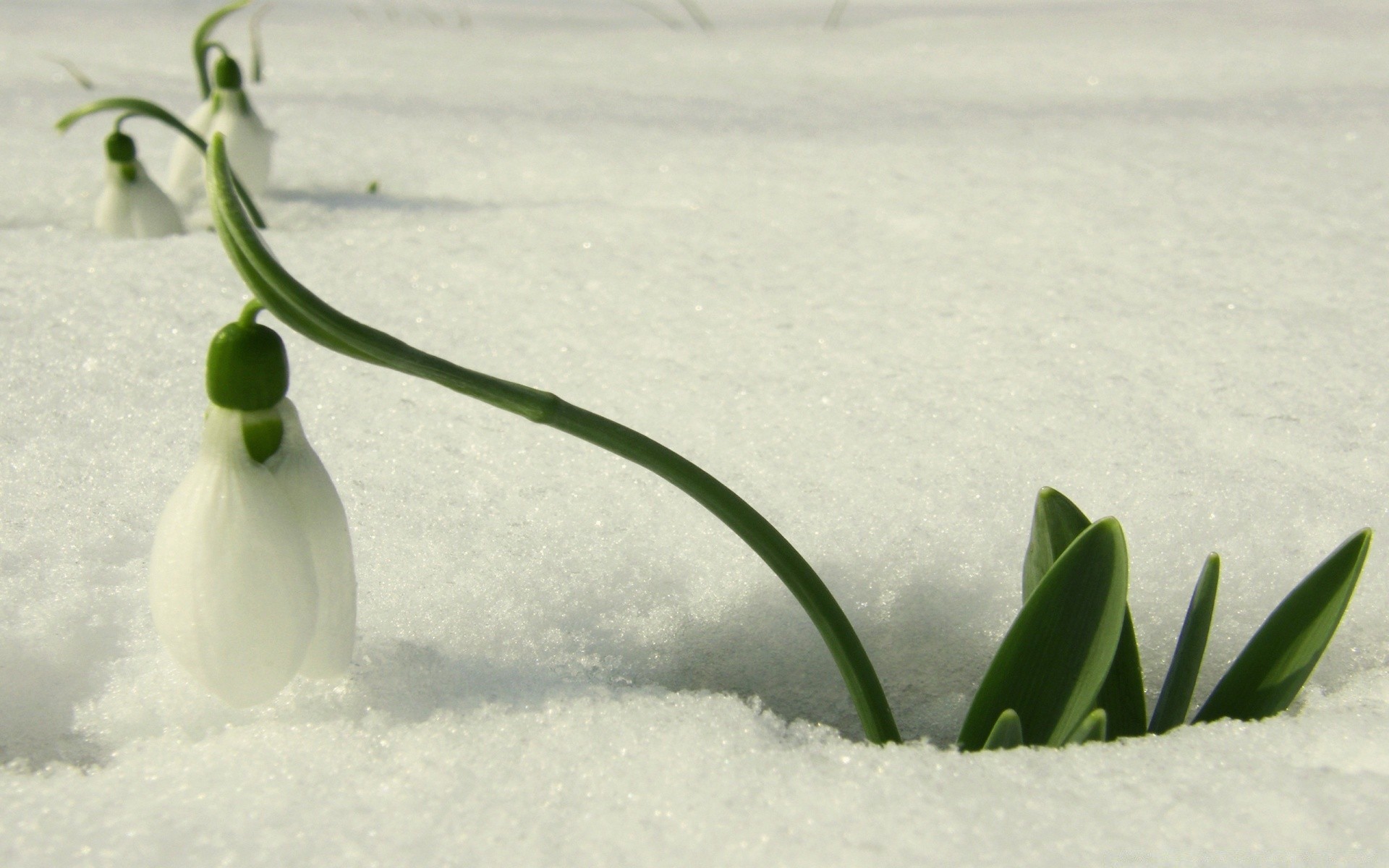 spring still life nature blur snow winter leaf flower drop outdoors