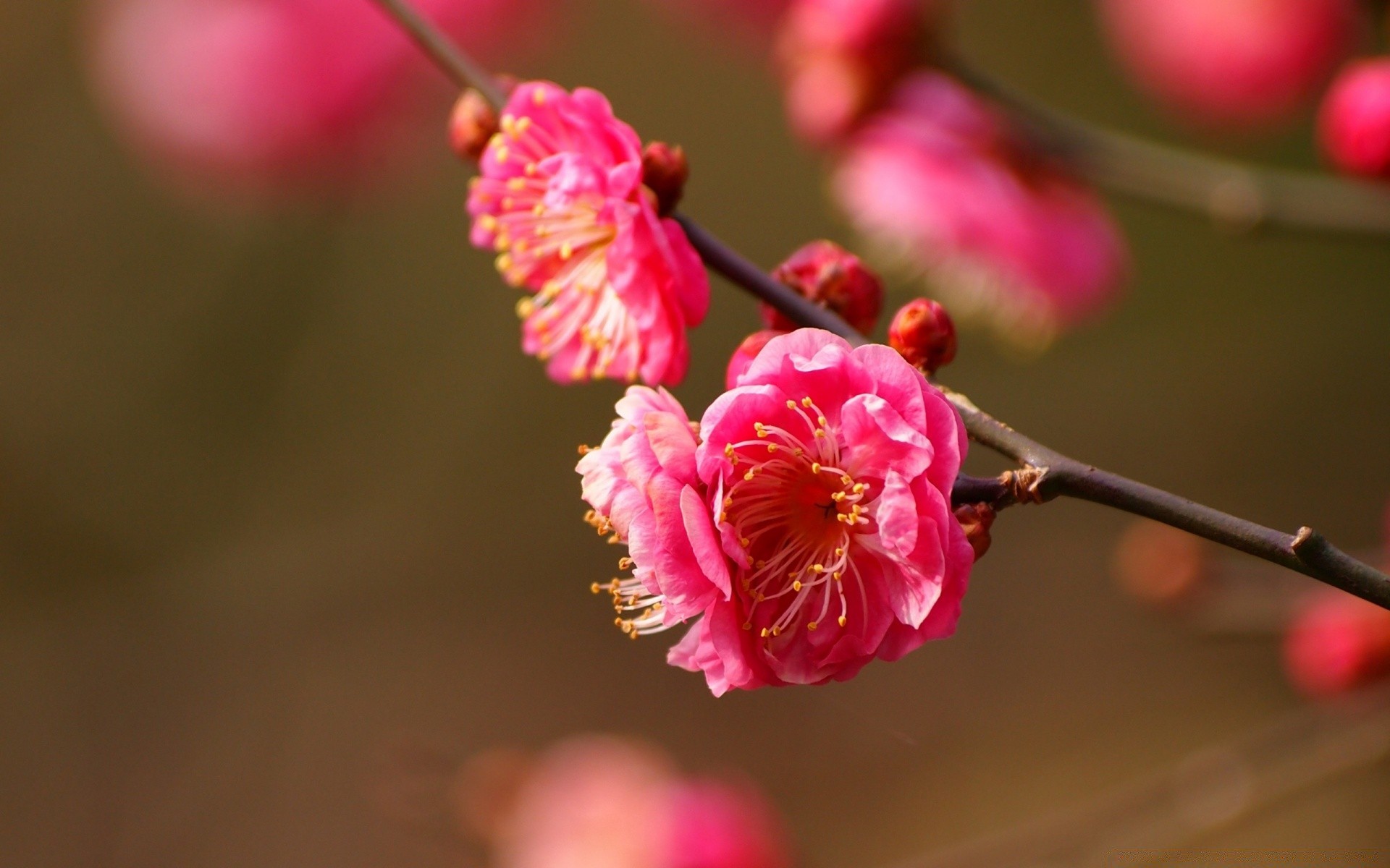 spring flower nature cherry flora branch garden tree outdoors blur petal leaf delicate summer color growth season