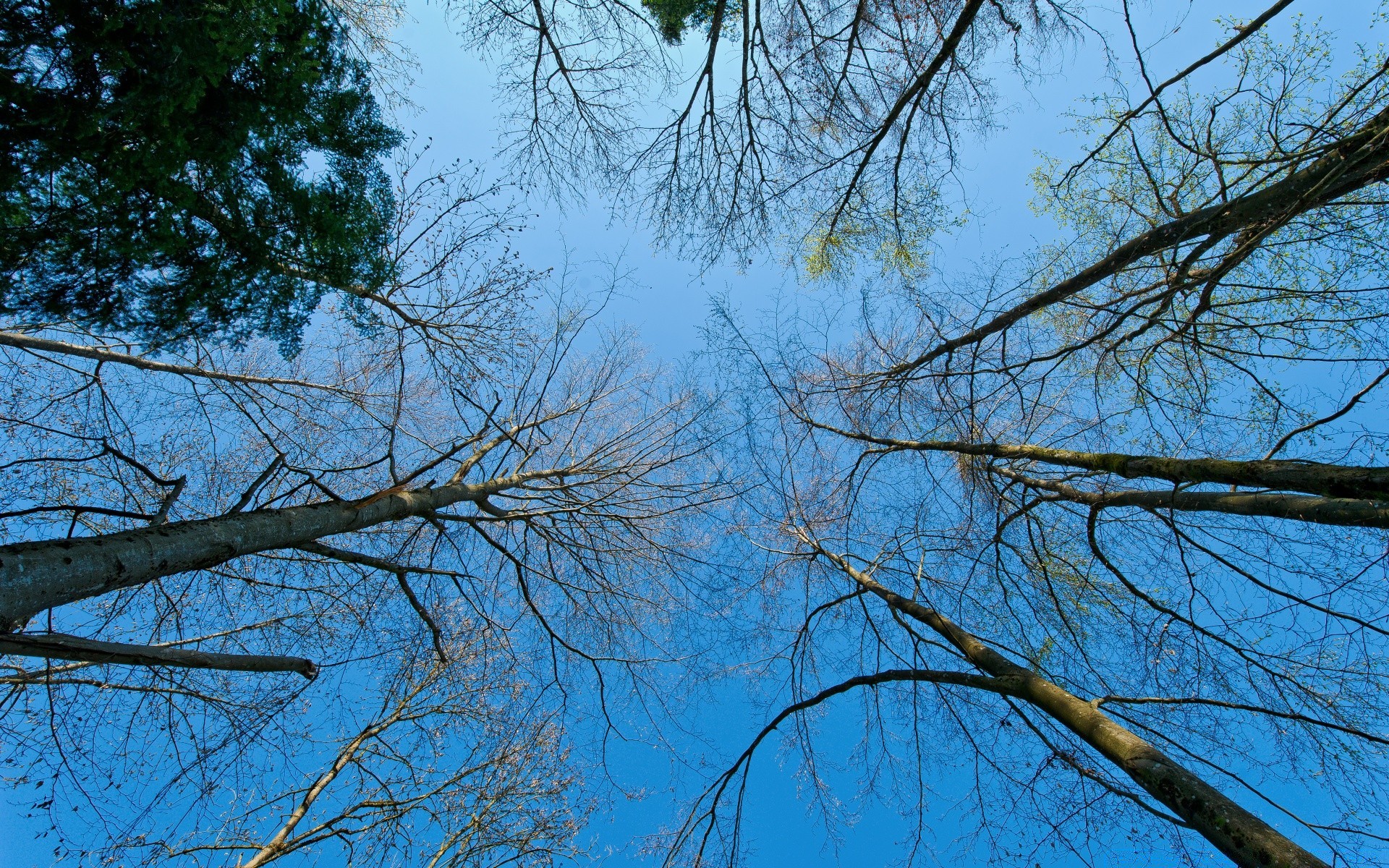 primavera árvore ramo madeira natureza temporada tempo inverno parque paisagem cena amanhecer bom tempo quarta-feira outono folha desktop céu tronco brilhante