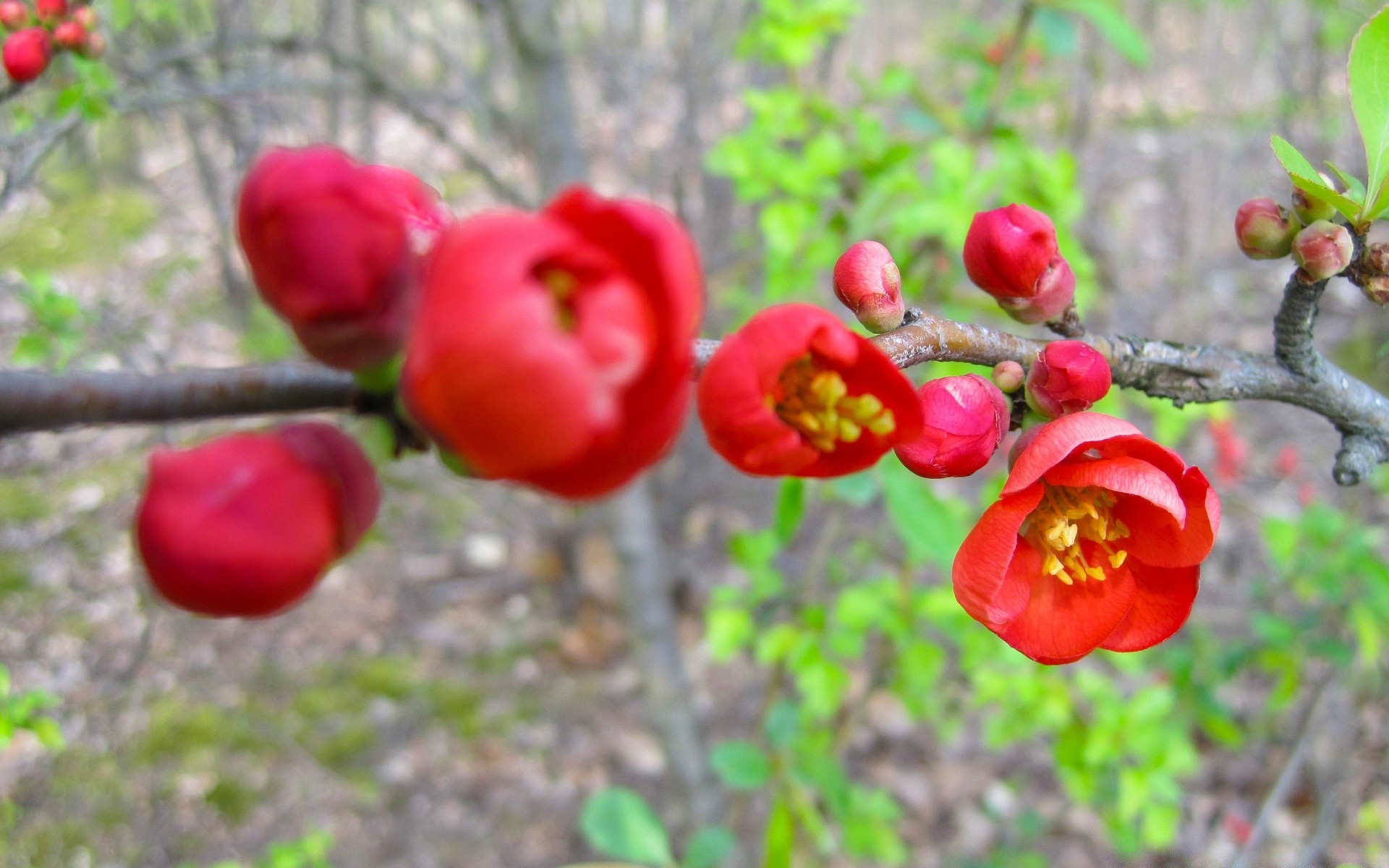 primavera naturaleza jardín árbol flor flora fruta rama hoja estación al aire libre floración crecimiento color verano arbusto cereza