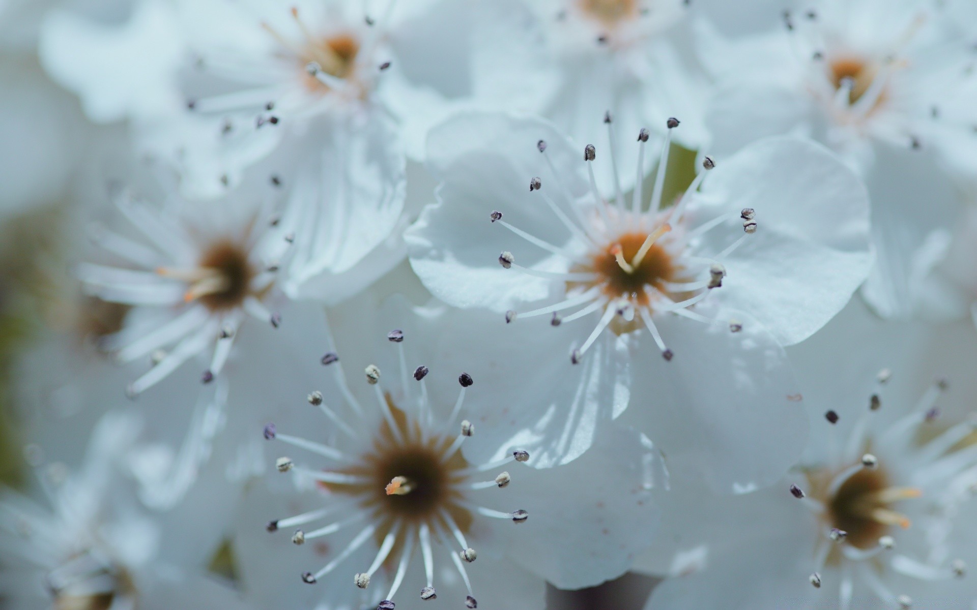 primavera fiore flora ciliegio natura foglia albero ramo giardino petalo crescita estate compagno luminoso floreale fiore mela bella stagione colore