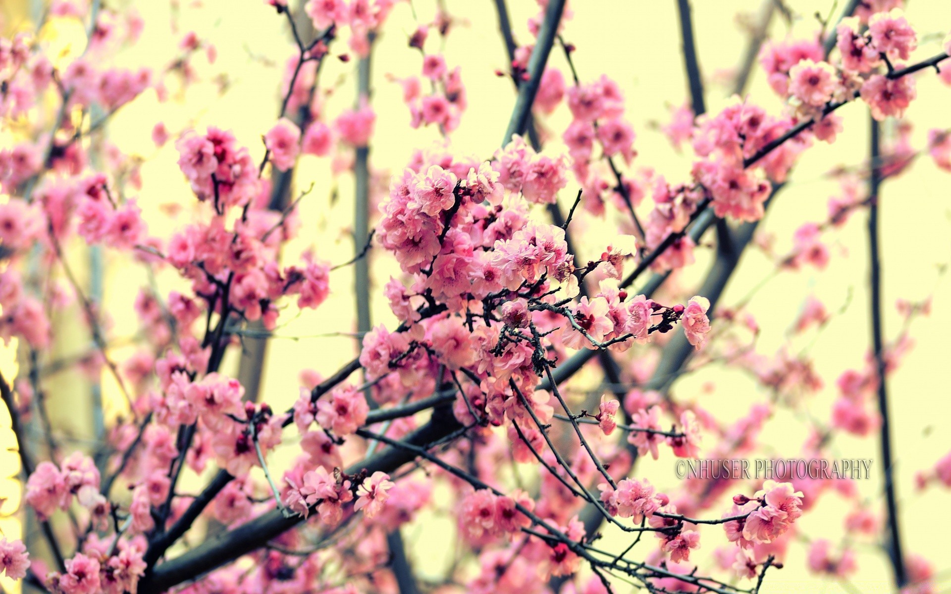 frühling blume kirsche flora zweig natur baum saison garten blühen wachstum frühling farbe blütenblatt blatt sommer schließen floral hell kumpel