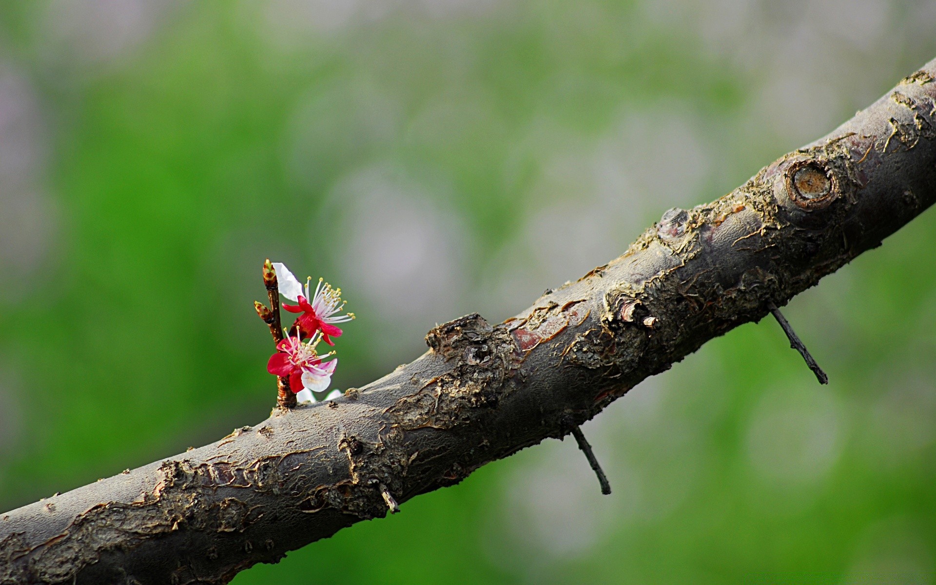 spring nature insect leaf close-up outdoors tree wood garden park little flora summer