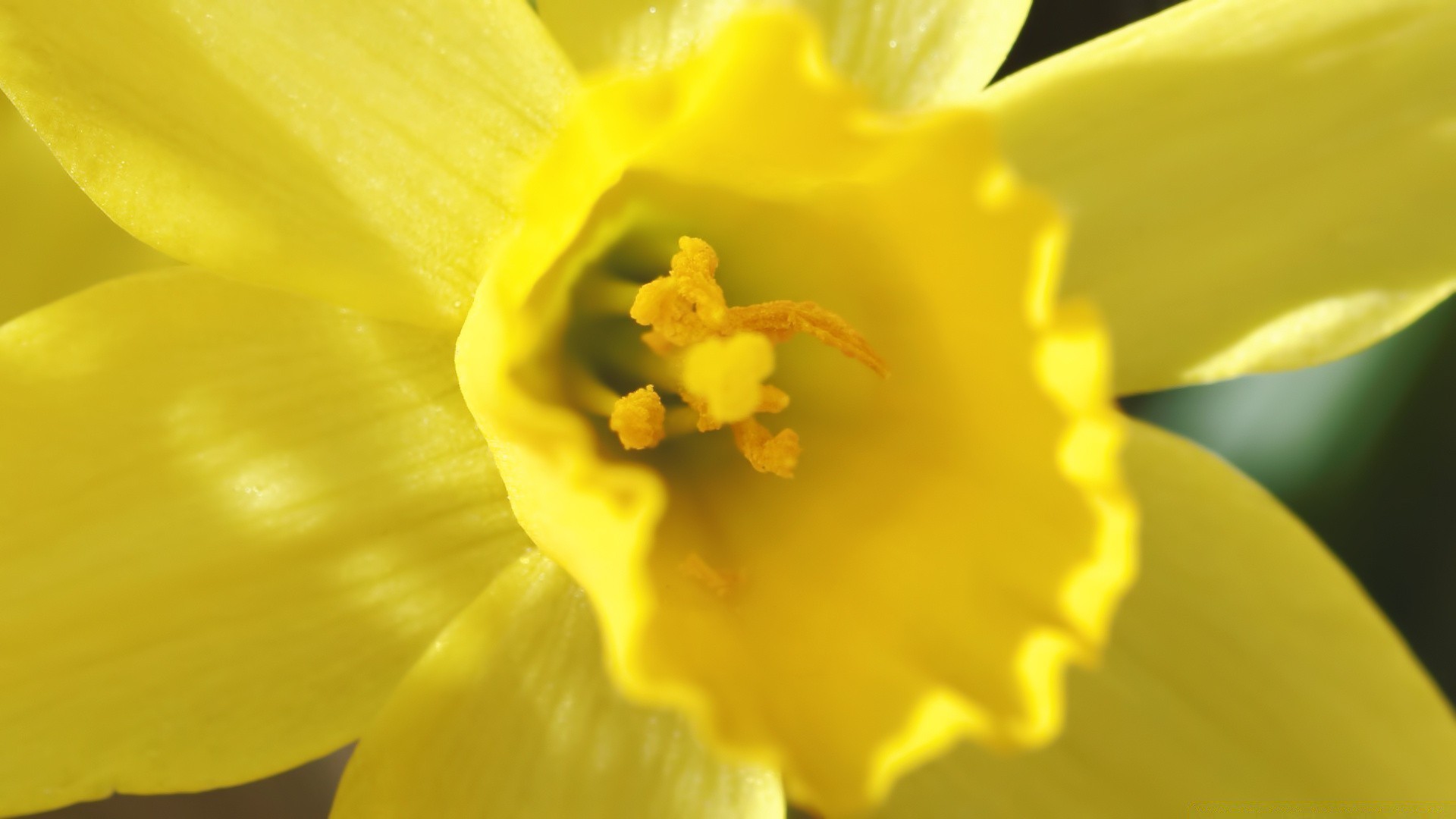 primavera fiore daffodil natura daffodil flora pasqua petalo floreale vivid garden blur foglia bloom crescita colore polline