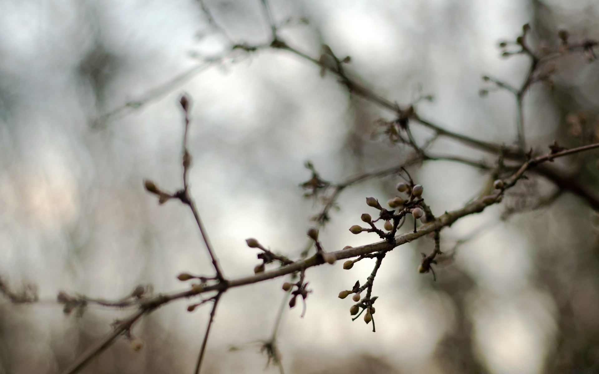 printemps arbre hiver branche nature neige fleur à l extérieur lumière bois bureau saison gros plan