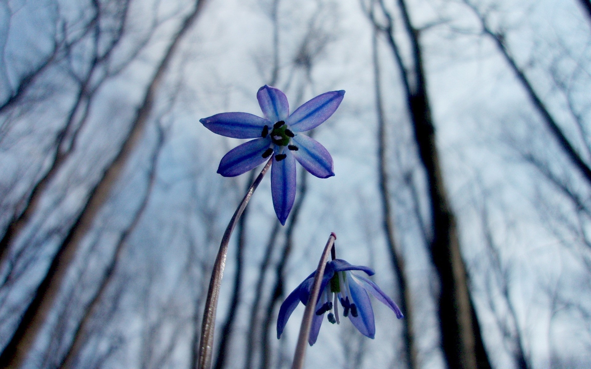 spring nature winter flower snow leaf flora wood outdoors season color