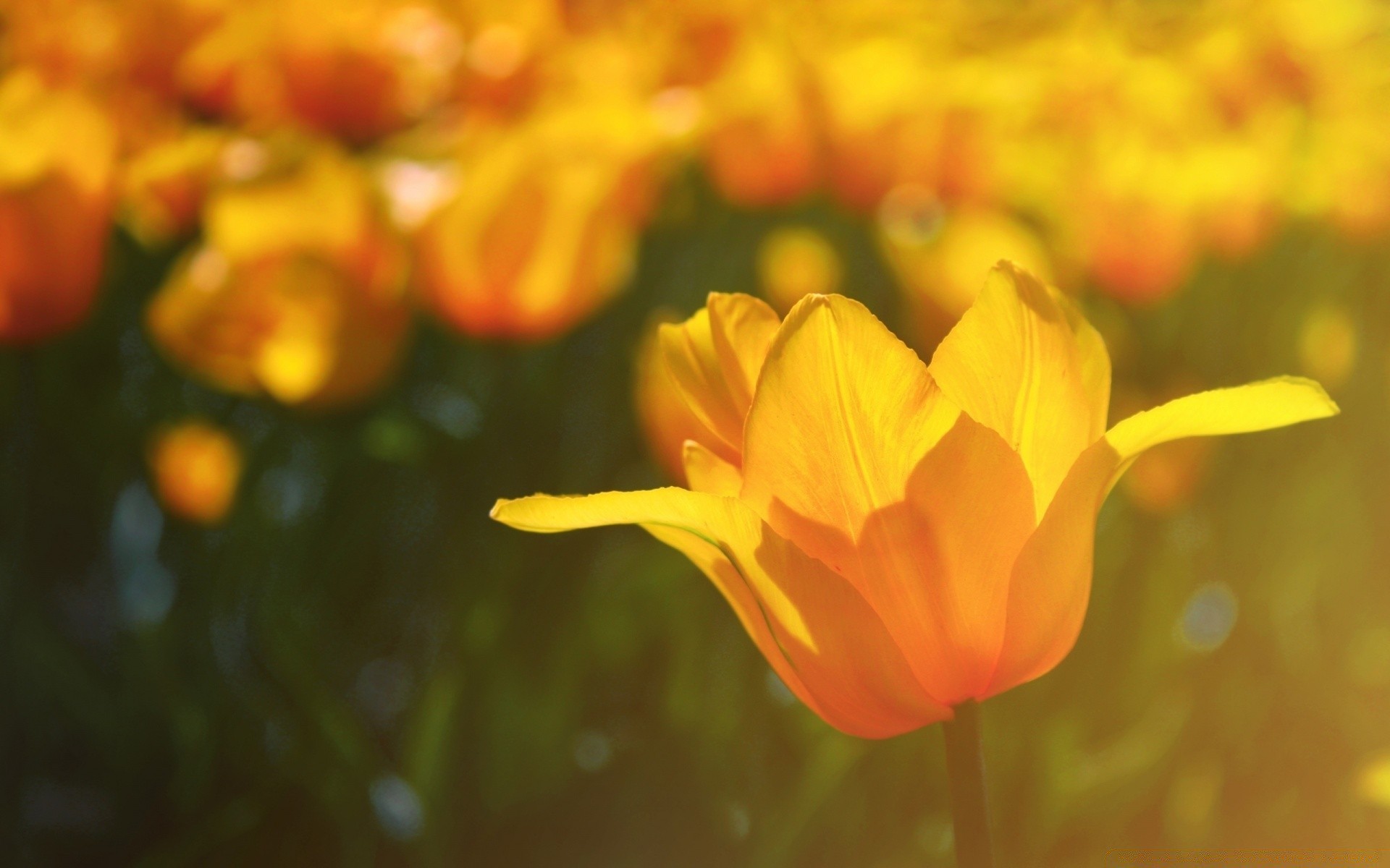 spring nature flower flora summer bright color garden season leaf tulip field floral beautiful petal fair weather