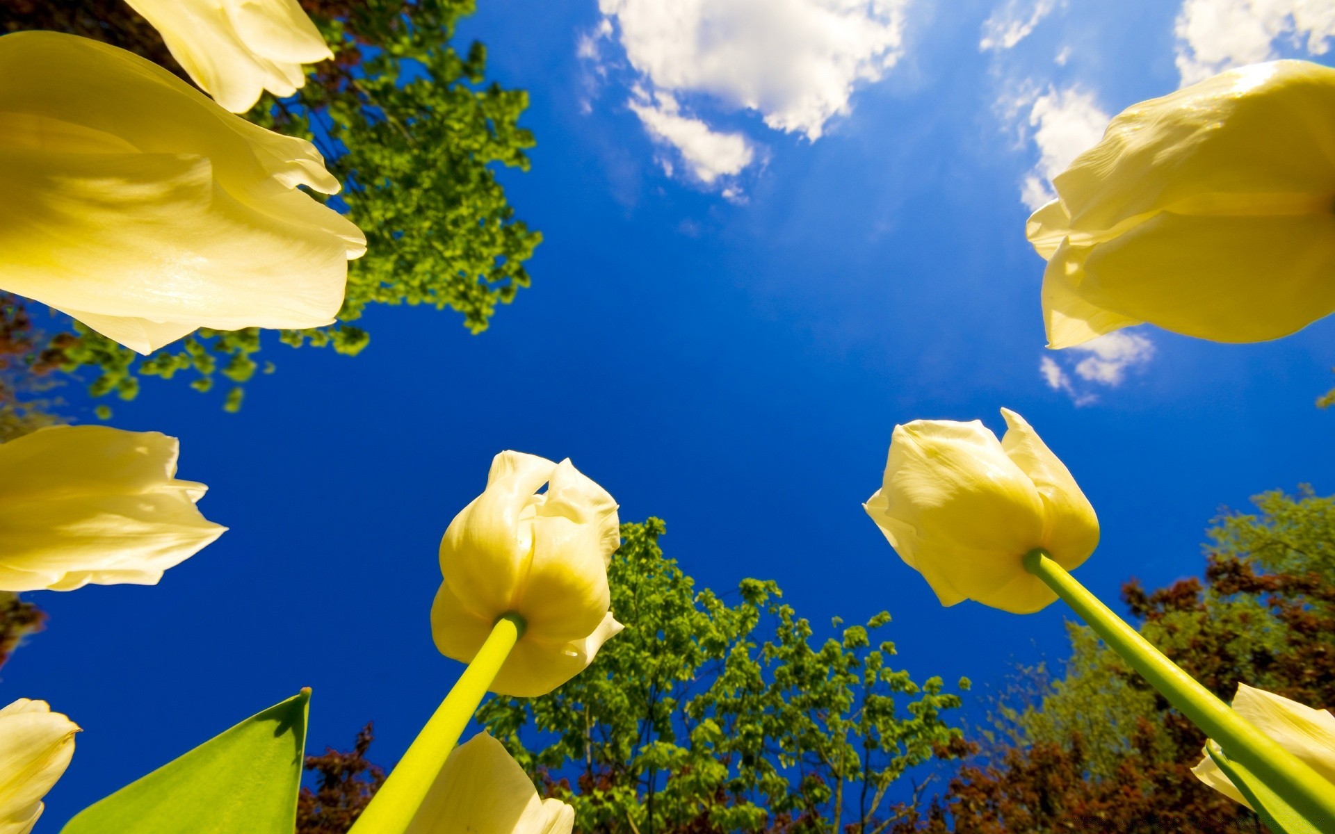 frühling natur blatt hell blume sommer flora himmel gutes wetter jahreszeit im freien wachstum ostern sonne farbe blumen