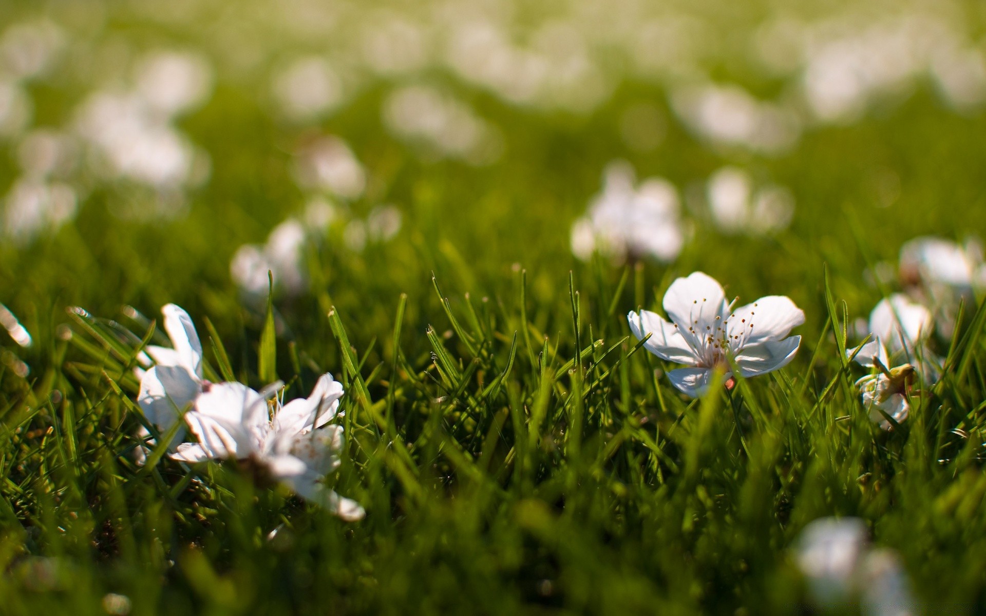 primavera erba fieno natura fiore campo estate flora prato giardino stagione crescita bel tempo all aperto close-up sole parco ambiente pasqua foglia luminoso