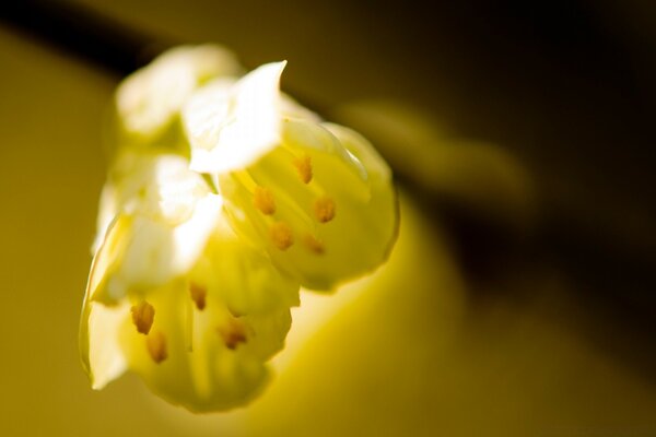 Ein Frühlings-Stillleben. Gelber Hintergrund