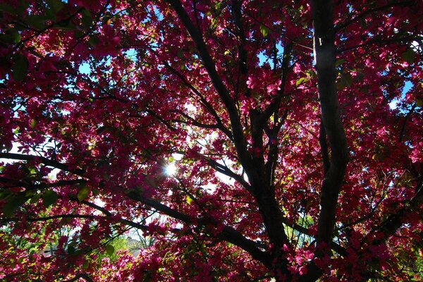 Couronne lumineuse de l arbre au printemps