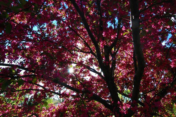 Corona luminosa dell albero in primavera