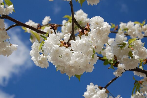 Sakura auf einem blauen Himmelshintergrund