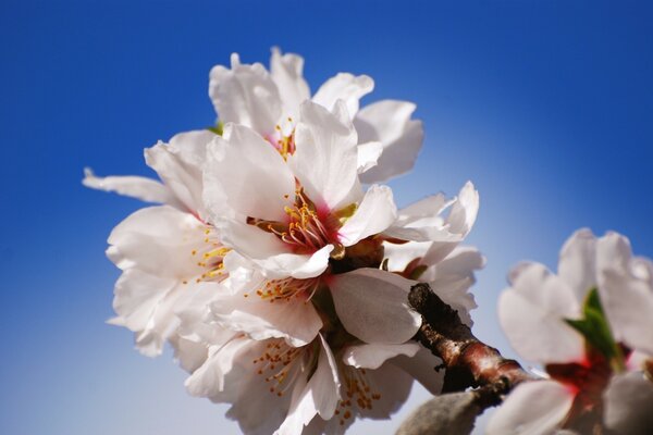 Cherry blossoms are in full bloom