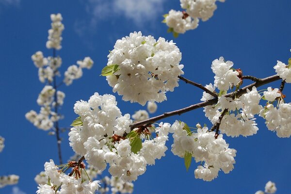 Blühende Kirschblüten auf einem blauen Himmelshintergrund