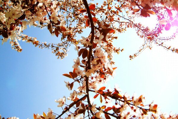 Fond de printemps incroyablement beau