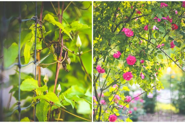 Nature with beautiful crimson flowers