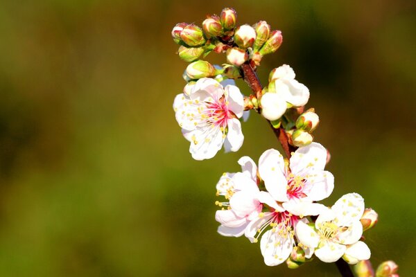 Fleurs roses presque épanouies sur une branche