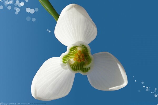 A white flower in a blue sky