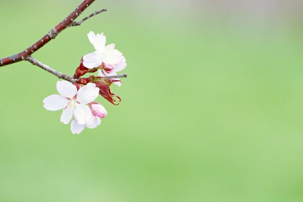 A single flowering branch on a green blurred background