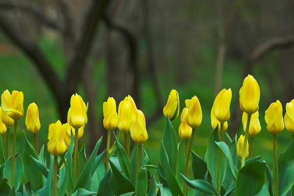 Natur im Frühling, Tulpenblüte mit grünen Blättern