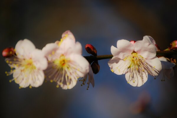 Fleurs de printemps de cerisier