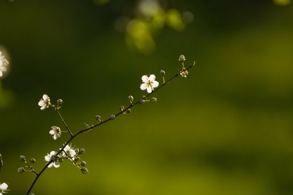 Ramita de árbol en flor