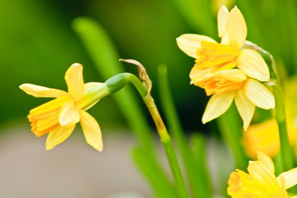 Jonquilles en fleurs sur fond vert