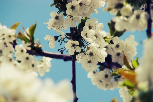 Floración primaveral de los árboles. Flora