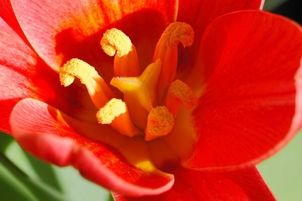 Fleur rouge printanière brillante