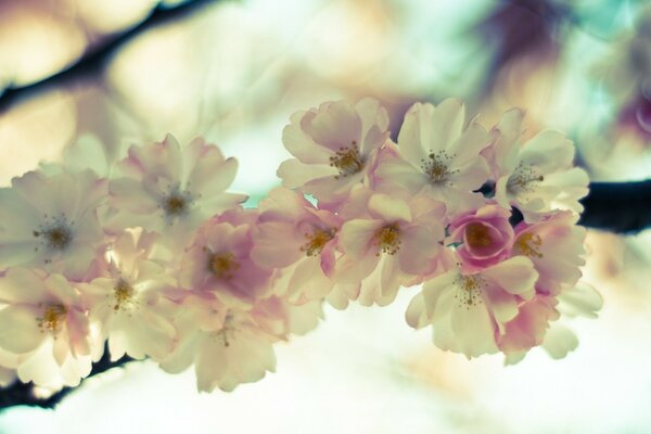 Delicate white flowers with a pink tint