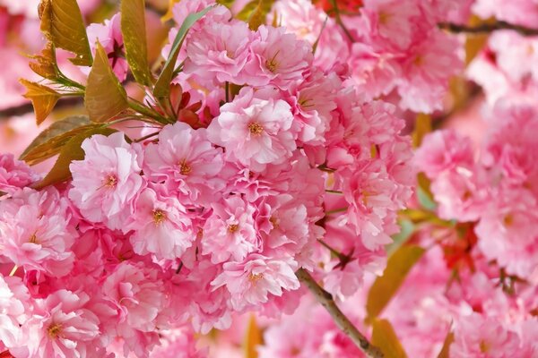 Fiori primaverili rosa spugna