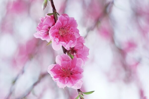 Um belo ramo com flores cor-de-rosa