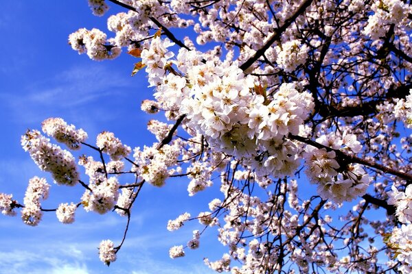 Abbondanti fiori di ciliegio in primavera