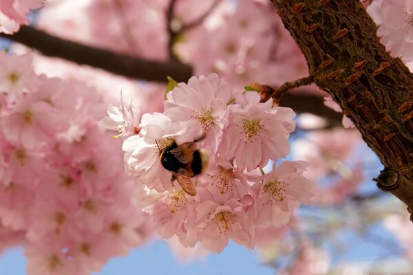 Hummel in rosa Blüten eines Baumes